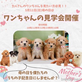 販売中の静岡県のトイプードル-386575の3枚目