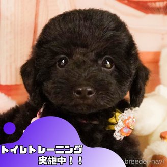 販売中の静岡県のトイプードル-386577