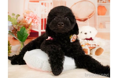 販売中の静岡県のトイプードル-386577の10枚目