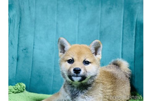 成約済の茨城県の豆柴-384718の3枚目