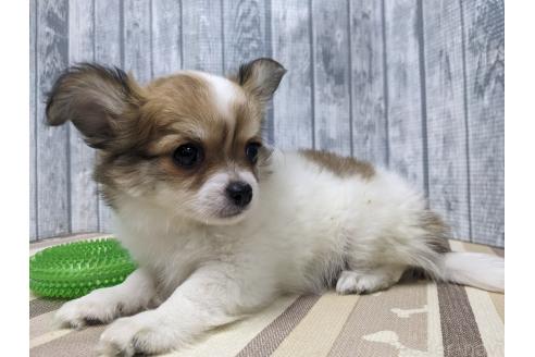 販売中の埼玉県のチワワ(ロングコート)-386476の3枚目