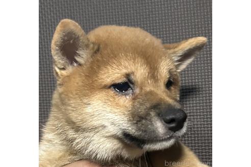販売中の福岡県の豆柴-386478の14枚目