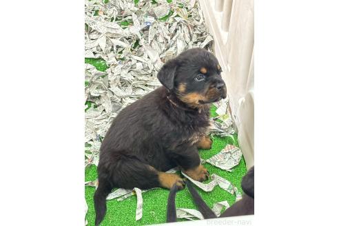 販売中の栃木県のロットワイラー-386647の5枚目