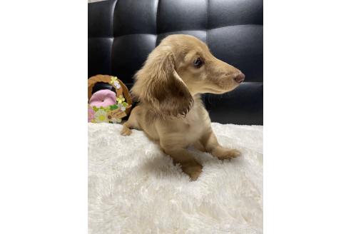 成約済の岐阜県のミニチュアダックスフンド(ロングヘアード)-371471の6枚目