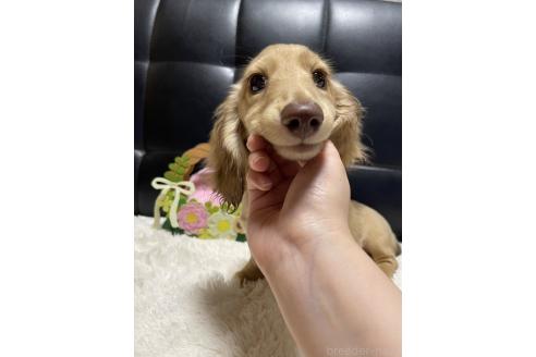 成約済の岐阜県のミニチュアダックスフンド(ロングヘアード)-371471の3枚目