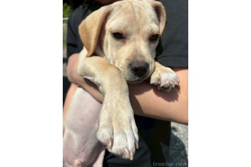 販売中の栃木県のミックス犬-369032の3枚目