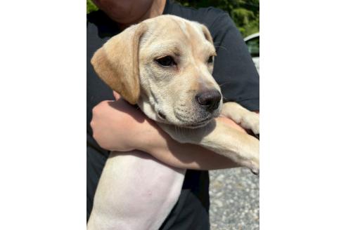 販売中の栃木県のミックス犬-369032の2枚目