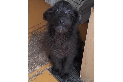 販売中の岐阜県のミックス犬-378499