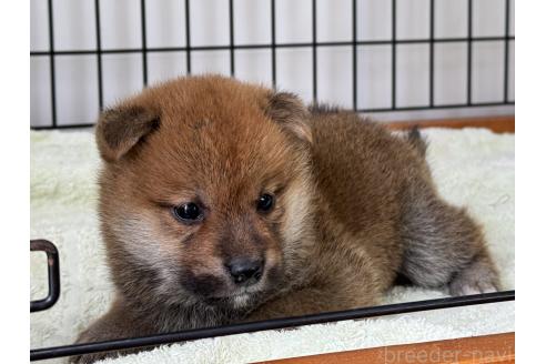 販売中の岡山県の柴犬-386668の5枚目
