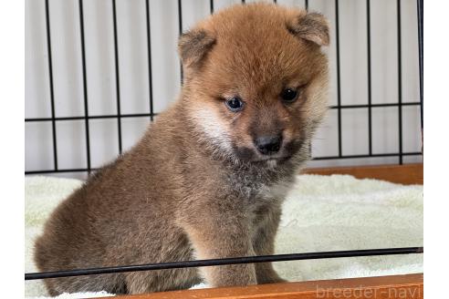 販売中の岡山県の柴犬-386668の4枚目