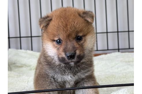 販売中の岡山県の柴犬-386668の3枚目