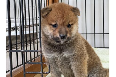 販売中の岡山県の柴犬-386668の2枚目