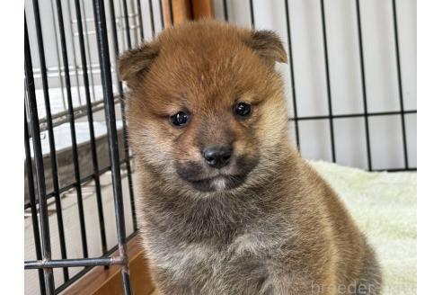 販売中の岡山県の柴犬-386668