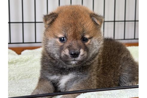 販売中の岡山県の柴犬-386670の1枚目