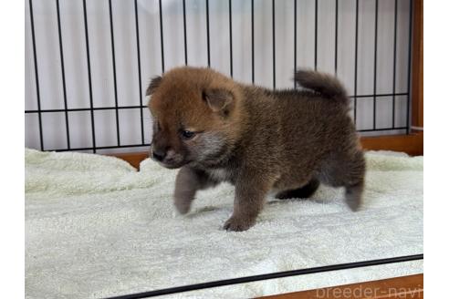 販売中の岡山県の柴犬-386670の4枚目