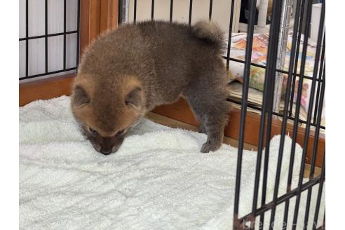 販売中の岡山県の柴犬-386670の3枚目