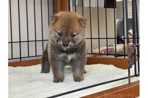 販売中の岡山県の柴犬-386670の2枚目