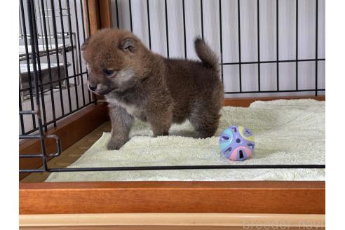 販売中の岡山県の柴犬-386674の5枚目