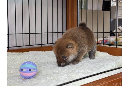 販売中の岡山県の柴犬-386674の4枚目