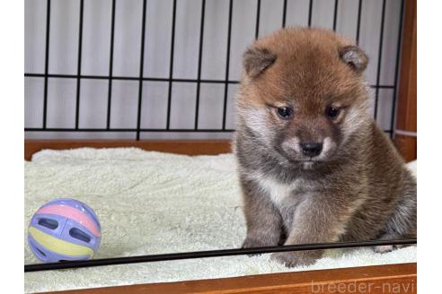 販売中の岡山県の柴犬-386674