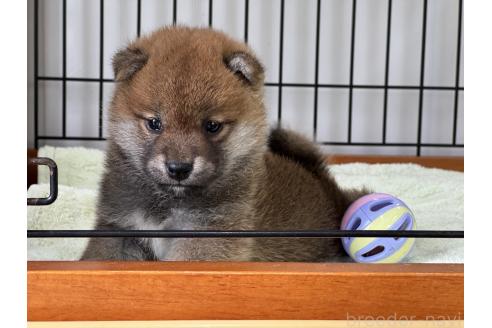 販売中の岡山県の柴犬-386674の3枚目