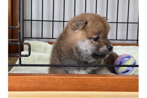 販売中の岡山県の柴犬-386674の2枚目