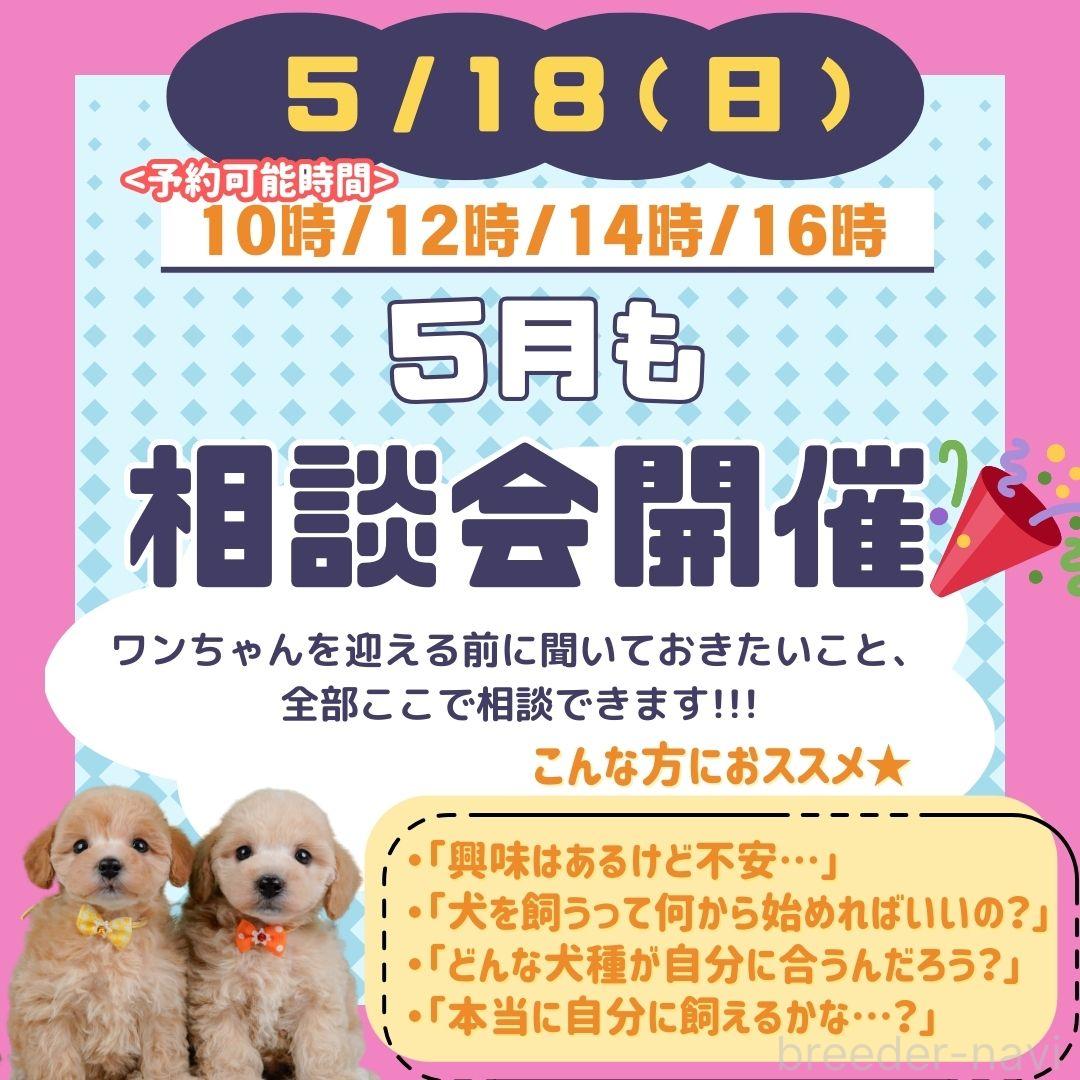販売中の神奈川県のチワワ(ロングコート)-386680の7枚目