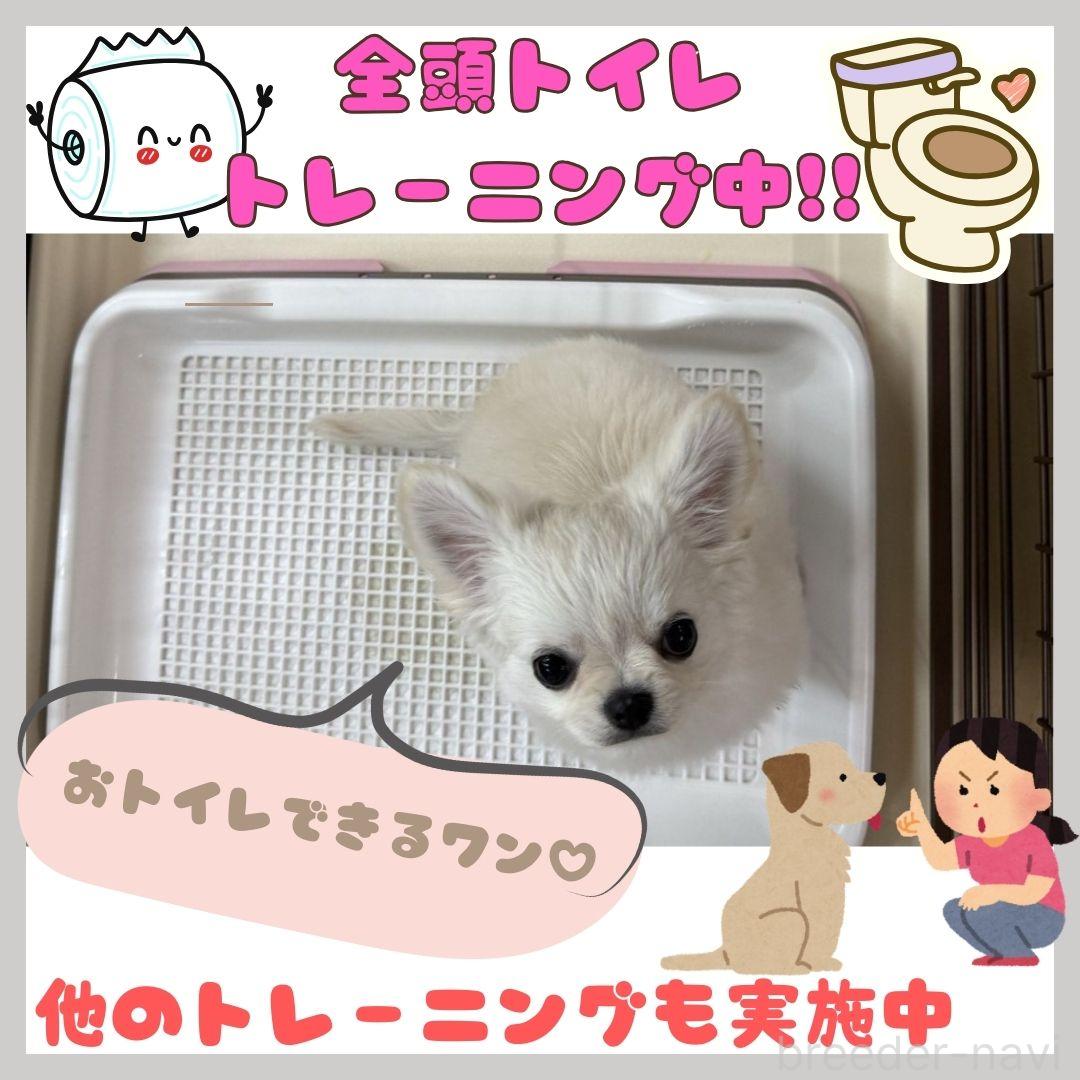 販売中の神奈川県のトイプードル-386688の6枚目