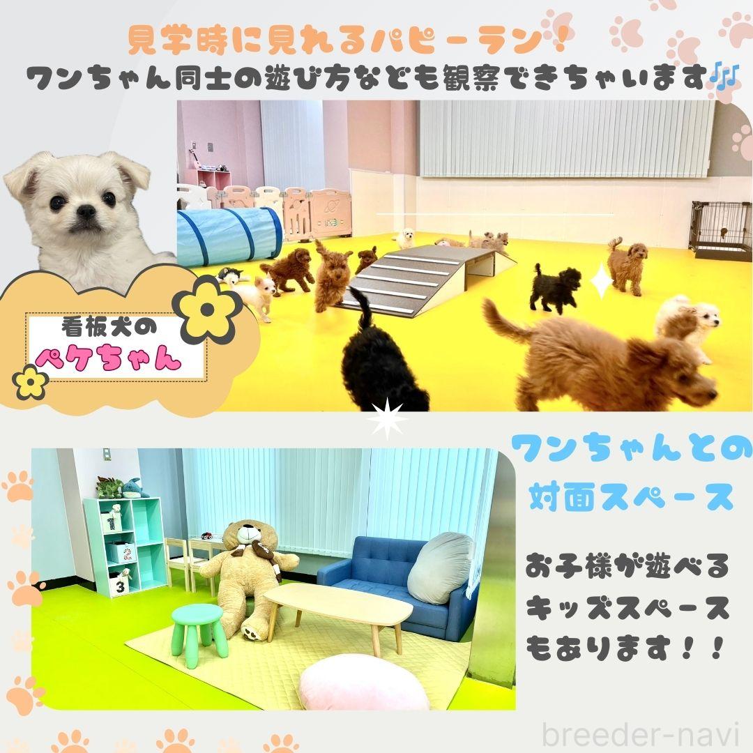 販売中の神奈川県のトイプードル-386688の5枚目