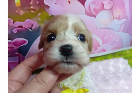 販売中の神奈川県のミックス犬-386691の18枚目