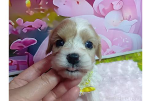 販売中の神奈川県のミックス犬-386691の19枚目