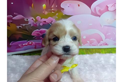 販売中の神奈川県のミックス犬-386691の17枚目