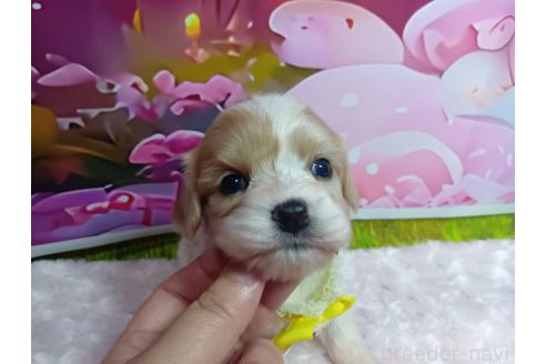 販売中の神奈川県のミックス犬-386691の16枚目