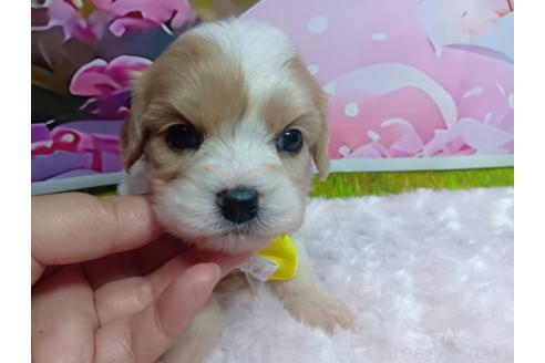 販売中の神奈川県のミックス犬-386691の15枚目