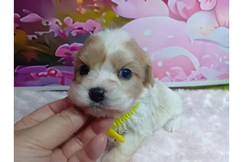 販売中の神奈川県のミックス犬-386691の14枚目