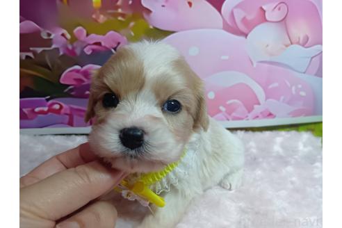販売中の神奈川県のミックス犬-386691の13枚目