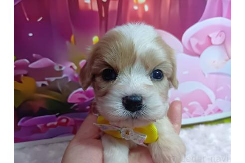 販売中の神奈川県のミックス犬-386691の1枚目