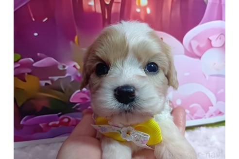 販売中の神奈川県のミックス犬-386691の12枚目