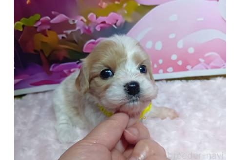 販売中の神奈川県のミックス犬-386691の11枚目