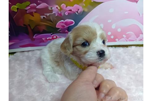 販売中の神奈川県のミックス犬-386691の10枚目