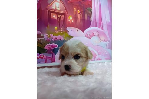 販売中の神奈川県のミックス犬-386691の9枚目