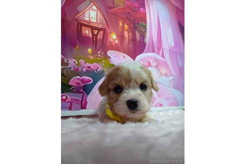 販売中の神奈川県のミックス犬-386691の8枚目