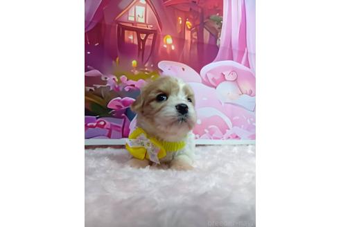販売中の神奈川県のミックス犬-386691の7枚目