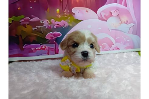 販売中の神奈川県のミックス犬-386691の6枚目