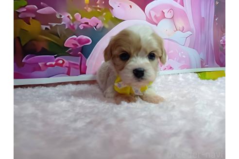 販売中の神奈川県のミックス犬-386691の4枚目