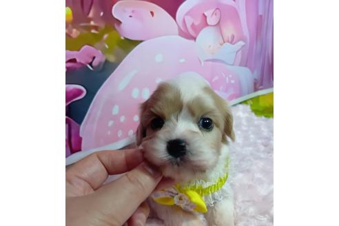販売中の神奈川県のミックス犬-386691の3枚目