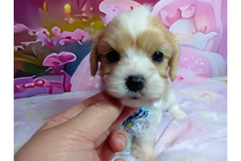 販売中の神奈川県のミックス犬-386692の1枚目