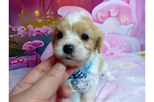 販売中の神奈川県のミックス犬-386692の18枚目