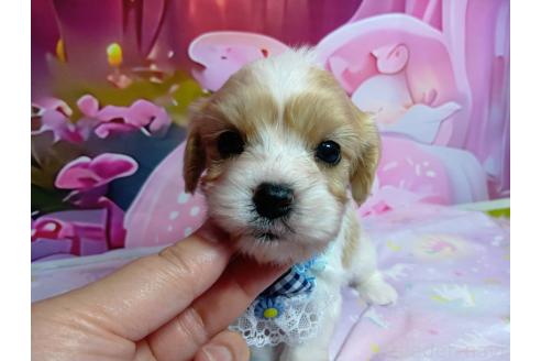 販売中の神奈川県のミックス犬-386692の17枚目