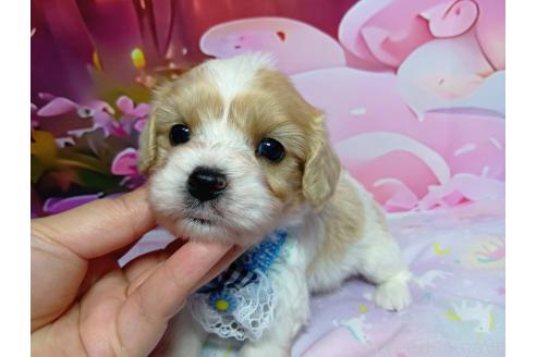販売中の神奈川県のミックス犬-386692の15枚目